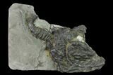 Fossil Crinoid (Platycrinites) - Crawfordsville, Indiana #135549-1
